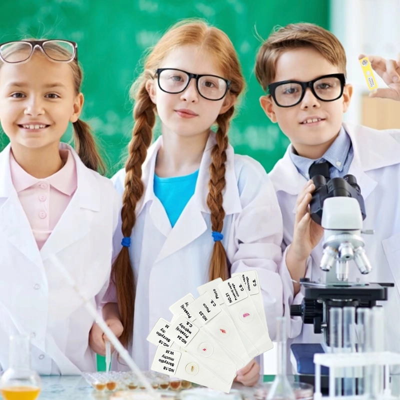 ZESTAW EDUKACYJNY MODELE PREPARATÓW MIKROSKOPOWYCH PRZEKRÓJ PRÓBKI SZKIEŁKA