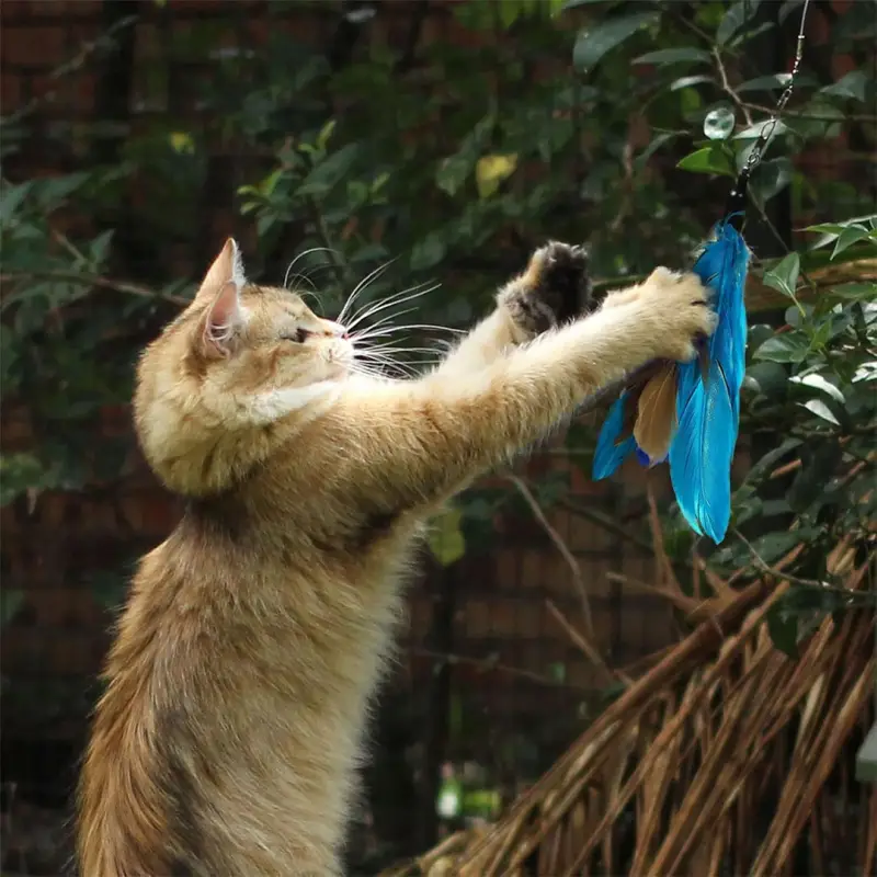 ZABAWKI DLA KOTA 21 EL ZESTAW ZABAWEK XXL TUNEL DOMEK 80CM PIŁKI WĘDKA MYSZ