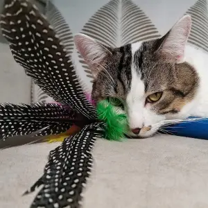 ZABAWKI DLA KOTA 21 EL ZESTAW ZABAWEK XXL TUNEL DOMEK 80CM PIŁKI WĘDKA MYSZ